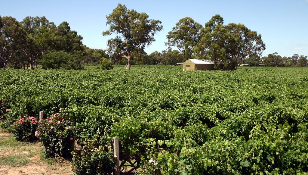 Vine Inn Barossa Nuriootpa Eksteriør bilde